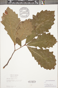 Quercus bicolor image