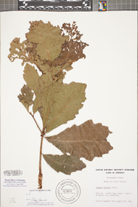 Quercus bicolor image