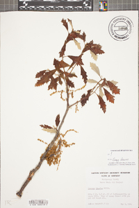 Quercus bicolor image