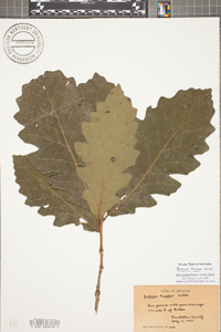 Quercus bicolor image