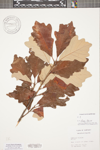 Quercus bicolor image