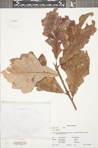 Quercus bicolor image