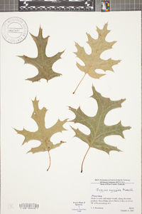 Quercus coccinea image