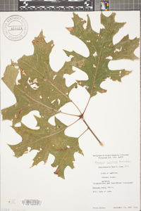 Quercus coccinea image