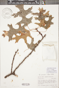 Quercus coccinea image