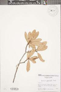 Quercus geminata image