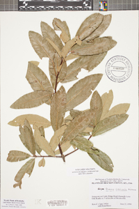 Quercus imbricaria image