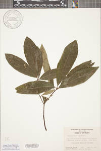 Quercus imbricaria image