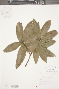 Quercus imbricaria image