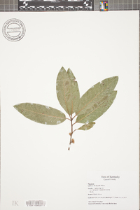 Quercus imbricaria image