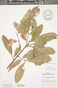 Quercus imbricaria image