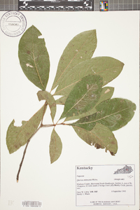 Quercus imbricaria image