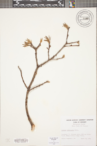 Quercus imbricaria image