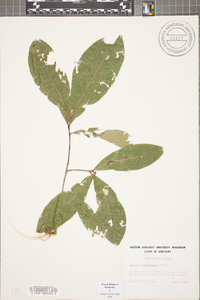 Quercus imbricaria image