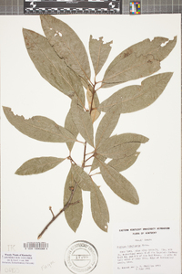 Quercus imbricaria image