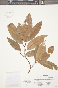 Quercus imbricaria image