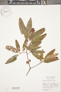 Quercus imbricaria image