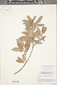 Quercus incana image