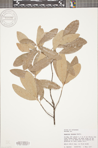 Quercus incana image