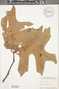 Quercus laevis image