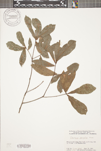 Quercus laurifolia image