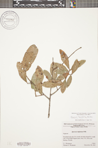 Quercus laurifolia image