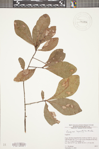 Quercus laurifolia image