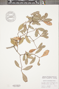 Quercus laurifolia image