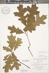 Quercus lyrata image