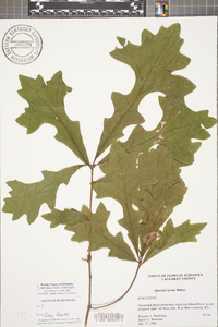 Quercus lyrata image