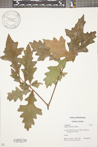 Quercus lyrata image