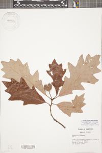 Quercus lyrata image