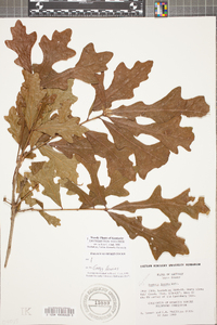 Quercus lyrata image