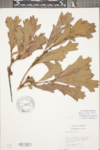 Quercus lyrata image