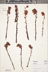 Aruncus dioicus image
