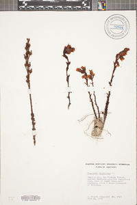 Hypopitys monotropa image