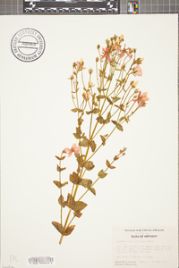 Sabatia angularis image