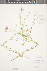 Sabatia campanulata image