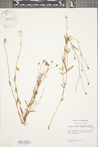 Sabatia campanulata image