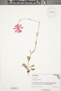 Sabatia bartramii image