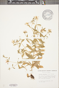 Sabatia calycina image