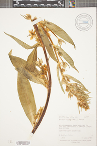 Frasera caroliniensis image