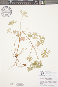 Geranium carolinianum var. carolinianum image