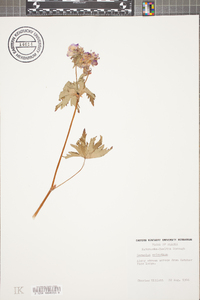 Geranium erianthum image