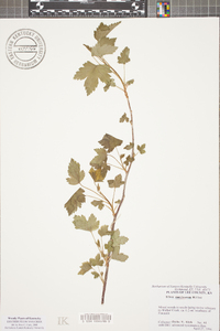 Ribes americanum image