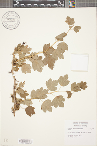 Ribes missouriense image