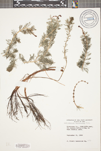 Myriophyllum sibiricum image