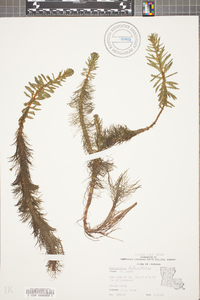 Myriophyllum heterophyllum image