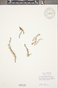 Myriophyllum pinnatum image