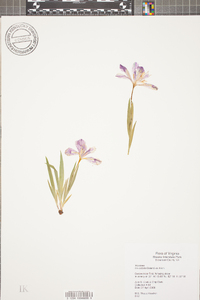 Iris cristata image